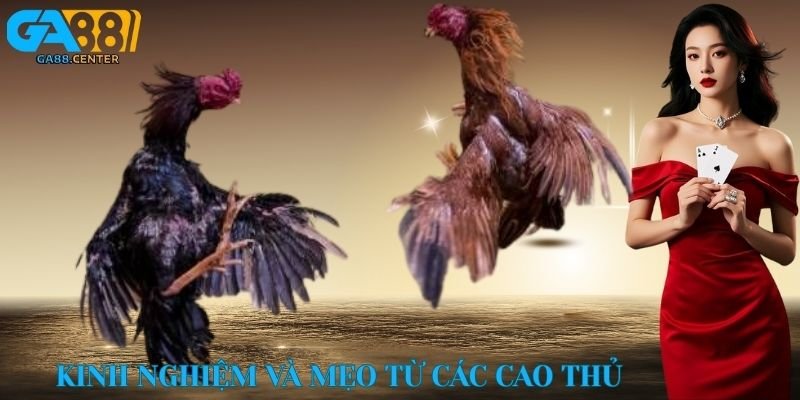 Kinh nghiệm và mẹo từ các cao thủ